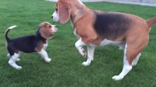 Louie The Beagle Meets 8 Week Old Puppy Marie for the FIRST TIME! Cute