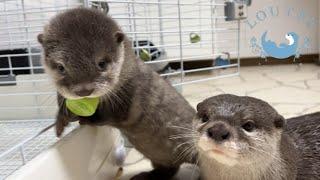 Baby Otter Tried to Eat a Fish, But...