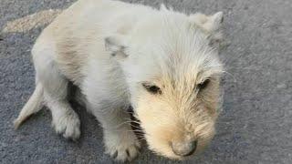 He was gravely ill and lifeless, but when I promised treatment, he jumped into my car!