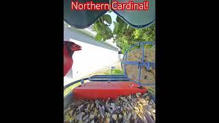 Birdbuddy Like A Boss: Northern Cardinal!  #birds #cardinal #birdbuddy