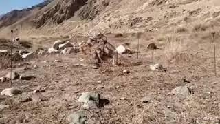 ШИКОРИ КАБК