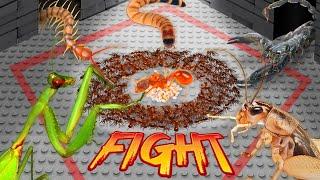 Survival Battle: The Ant Army vs 5 Terrifying Predators! ANTTREK