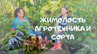 Жимолость агротехника и сорта.