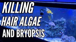 Green Hair Algae and bryopsis in saltwater tank - FLUX RX - Green Hair Algae Update