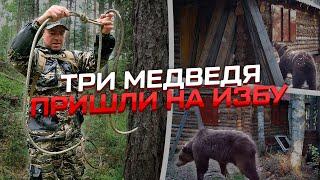 Три медведя пришли на избу! ЛОВУШКА на зверя! #медведьиизба