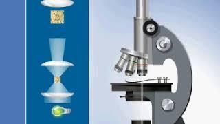 Principle of operation of the light microscope