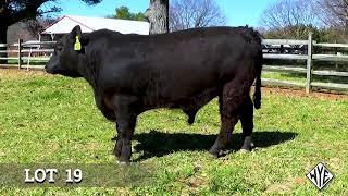 45th Annual Wye Angus Sale - Lot 19