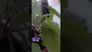 #Organicgardening#bringle