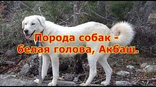 Порода собак - белая голова Акбаш