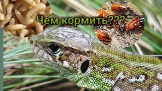 Чем можно кормить прытких ящериц???