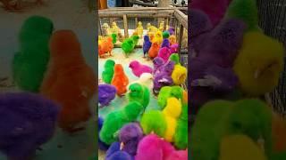 Milih ayam warna warni nih, bagusan warna apa ya ges? #ayam #shortvideo #bebek #ayamwarnawarni