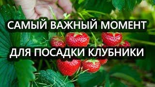 Как подготовить грядку для осенней посадки клубники! Очень важные моменты!