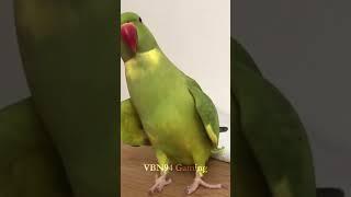 Birds #foryou #edit #recommended #trending #2025 #january1