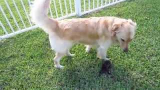 Foster Kitten Outside For The First Time + With Her Foster Dog Father - 3 Weeks Old