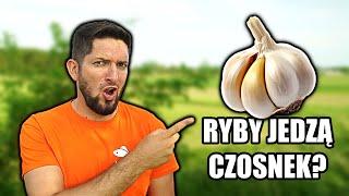 ŁOWIĘ RYBY na CZOSNEK