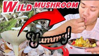 Wild mushrooms ‍🟫 || 2024 gi aroiba chahoure 