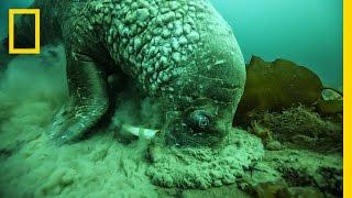 A Close Encounter With a Walrus | National Geographic