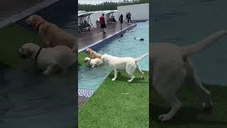 Dog first time in swimming pool #shortvideo