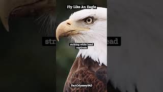 Fly Like An Eagle! The Bald Eagle!#nature