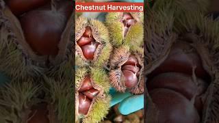 Chestnut  Harvesting #shorts #youtubeshorts #shortsvideo