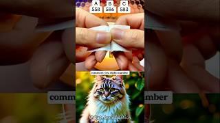 comment you right no #cat #bombastic #funny #trending