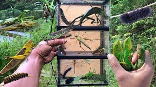 Hunt down the giant grasshopper king‼️catch hairy caterpillars, dragonflies, chameleons, katydids