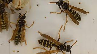 ОСЫ ПОЛИСТЫ И ВЕСПИДЫ, ШЕРШНИ, КТО ОПАСНЕЕ? Vespidae Wasps в эфире! Entomology Secrets. Be Careful.