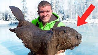 These Beavers are Destroying My Pond!