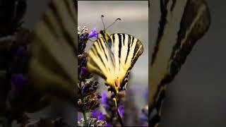 Butterflies Mariposa Lepidoptera Butterfly Mariposa Lepidoptera Butterfly Mariposa #doyouknownature