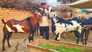 Makhi Chena Big Size Beetal Amritsari Bakre Mazhar Biba Official