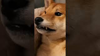 Best tattoos ink master|Forrest or Elvis!  dog shibainu shiba shibasoftiktok sometimesmylipge