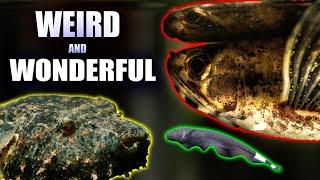 15 Insanely Cool Freshwater Oddball Fish You Need in Your Aquarium!