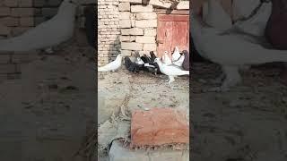 Asif Ali#vlogs #movie #amazing #