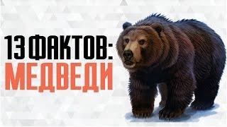 13 интересных фактов о медведях (белый, бурый, гризли и солнечный медведь)