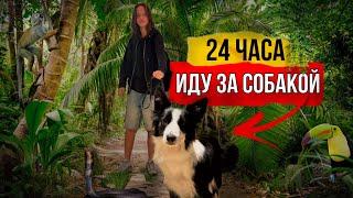 24 ЧАСА ИДУ ЗА СОБАКОЙ | куда же она меня завела ? #окки #бордерколли  #челлендж #okkidokki