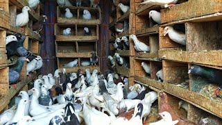 Biggest Pigeon farm | future nature