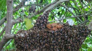 phary chhen is live! Bees are technically wrong.