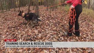 7NEWS EXCLUSIVE: South Carolina Search and Rescue Dog Association training to save lives