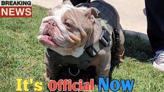 The Mini English Bulldog Breeding Everyone Been Waiting For...