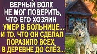 Верный волк не мог поверить, что его хозяина больше нет  И то, что он сделал, довело всех до сл