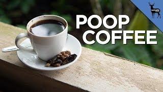 Poop Coffee Is $40 A Cup