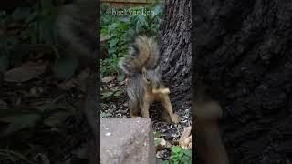 #squirrel takes a peanut