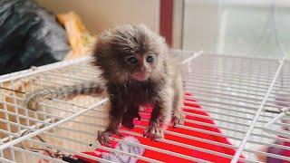 Maybe you never see these cutest tiny marmoset, Pygmy and Tamarin Monkey