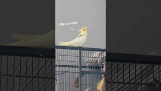 Anxiety is owning a bird‍↕️ #birds