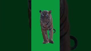 green screen tiger walking