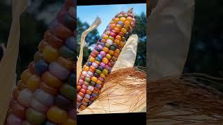 World Most Beautiful Corn | Top Random facts | Top Amazing facts #shorts #factsunveiled