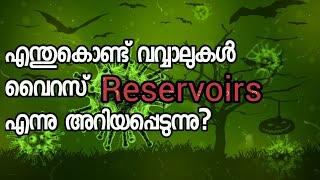 Why Bats Are Known as The Reservoirs of Viruses ? | Rashid Edayur