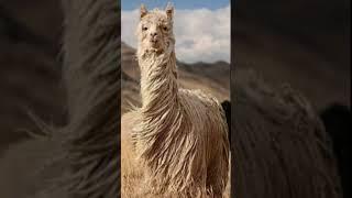 Llama sound