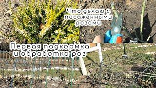 Первая подкормка и обработка розПродолжаем реанимацию роз‍Что делаю с розами весенней посадки️