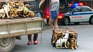 Inside HUGE Korean Dog Rescue Operation Before Worlds Largest Dog Eating Festival